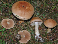 Cortinarius balteatus