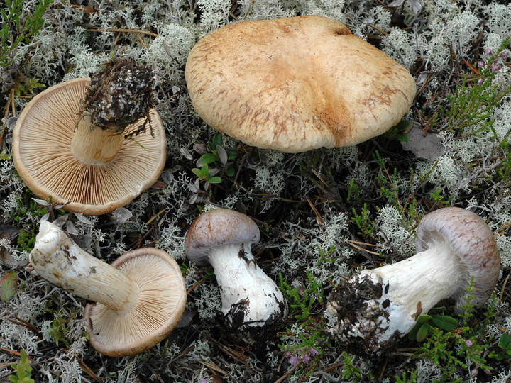 Cortinarius areni-silvae