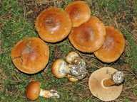 Cortinarius saginus