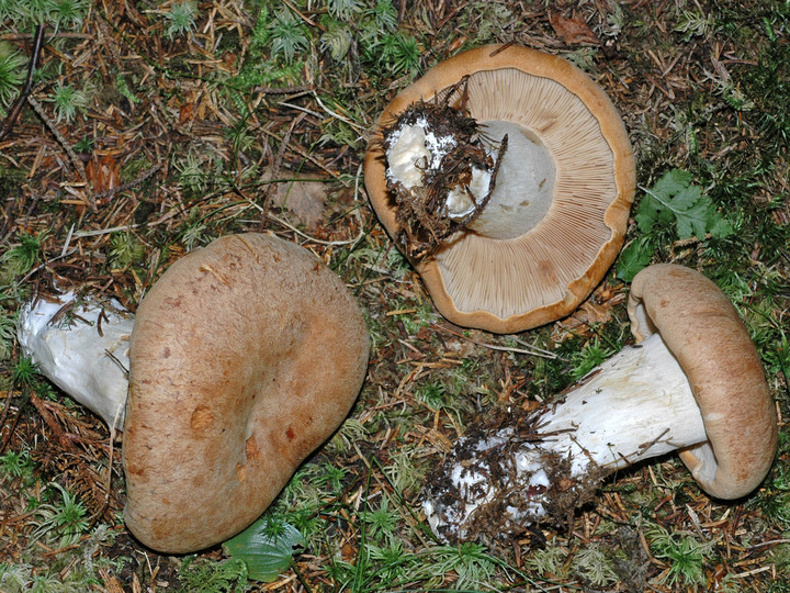 Cortinarius crassus