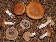 Cortinarius spadicellus