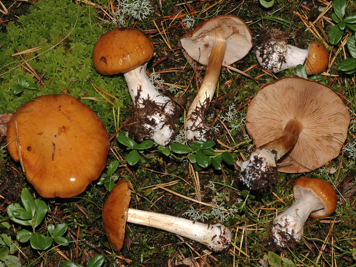 Cortinarius multiformis