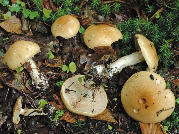 Cortinarius populinus