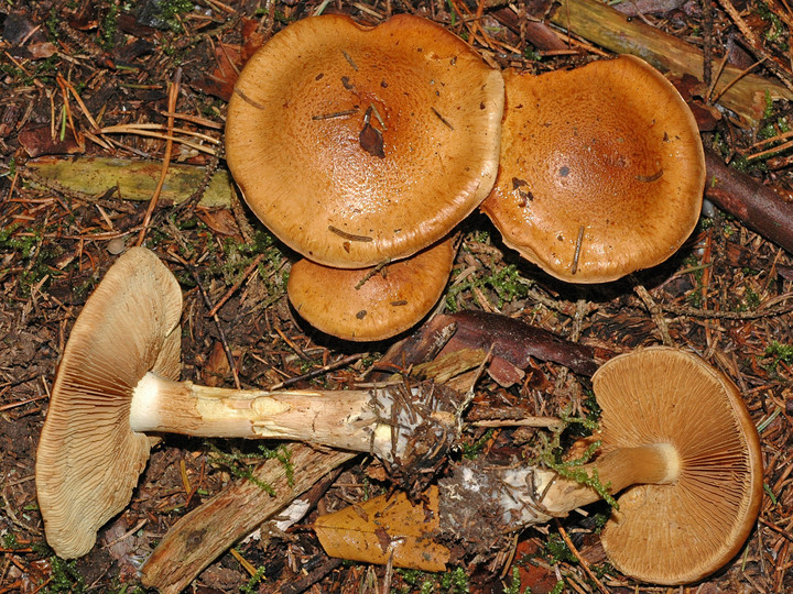 Cortinarius percomis