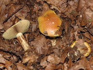 Cortinarius elegantissimus