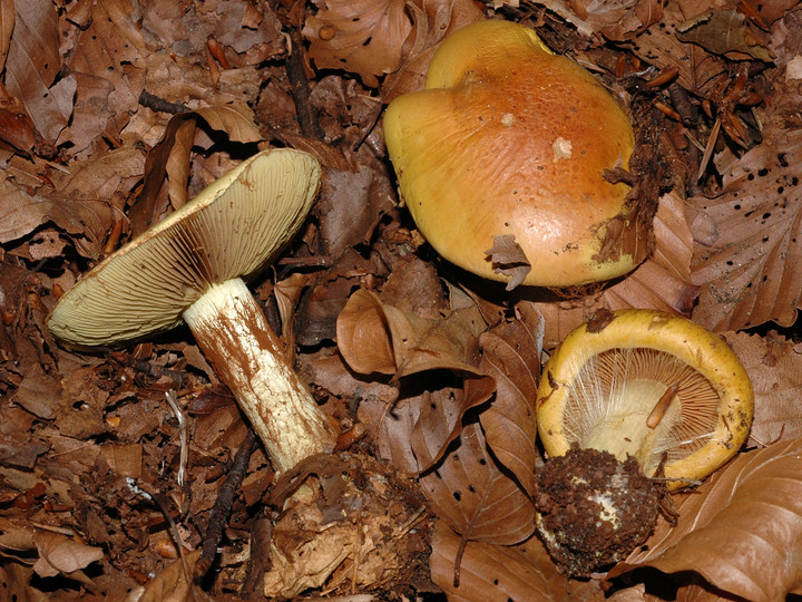 Cortinarius elegantissimus