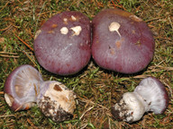 Cortinarius cumatilis