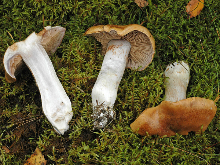 Cortinarius spadicellus