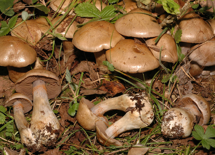 Cortinarius infractus