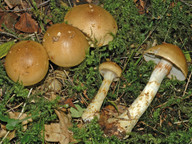 Cortinarius olidus