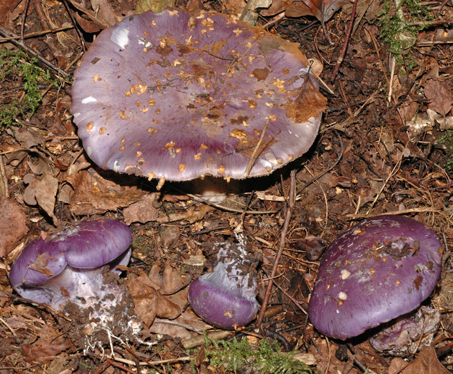 Cortinarius eucaeruleus