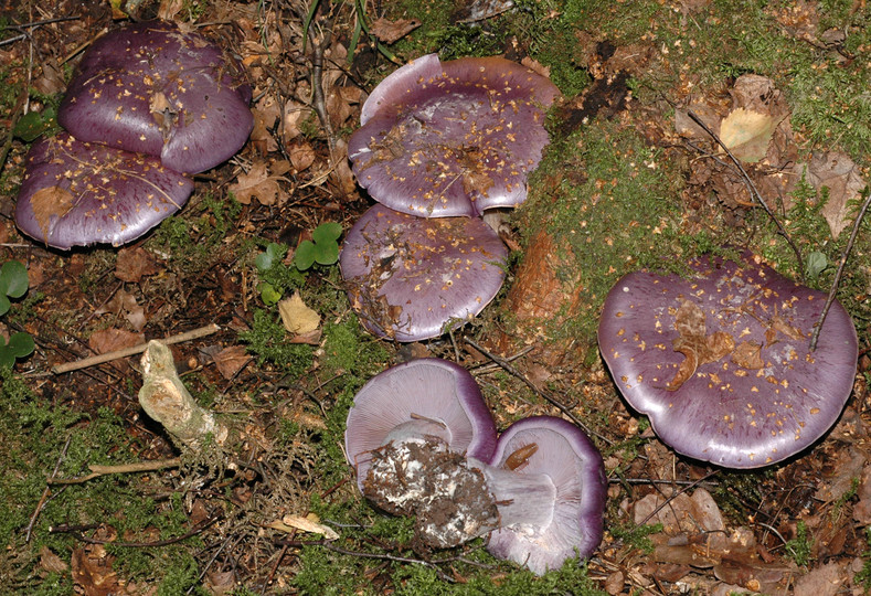 Cortinarius eucaeruleus