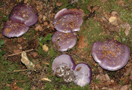 Cortinarius eucaeruleus