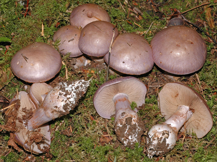 Cortinarius variecolor