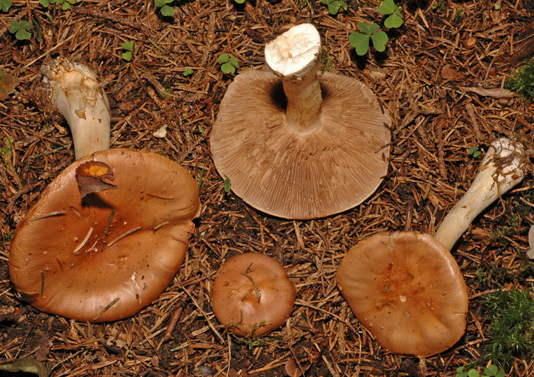 Cortinarius patibilis