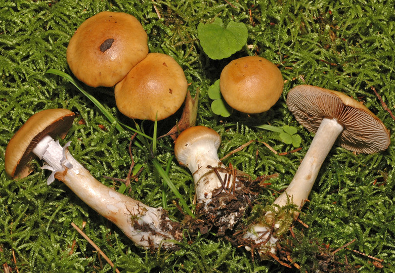 Cortinarius varius