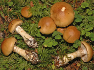 Cortinarius olidus