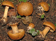 Cortinarius elegantior