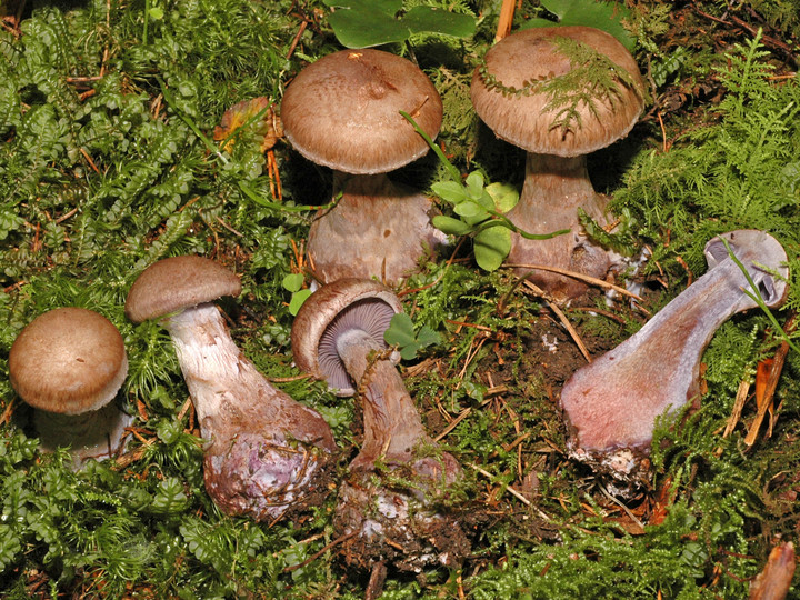 Cortinarius cyanites