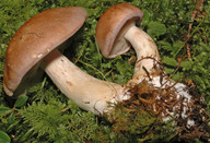 Cortinarius balteatus