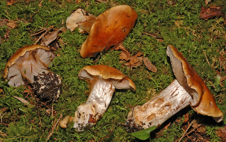 Cortinarius glaucopus