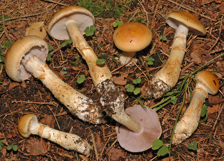 Cortinarius triumphans