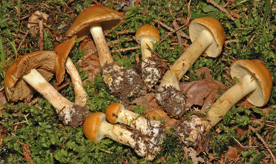 Cortinarius percomis