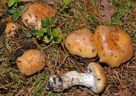 Cortinarius turmalis