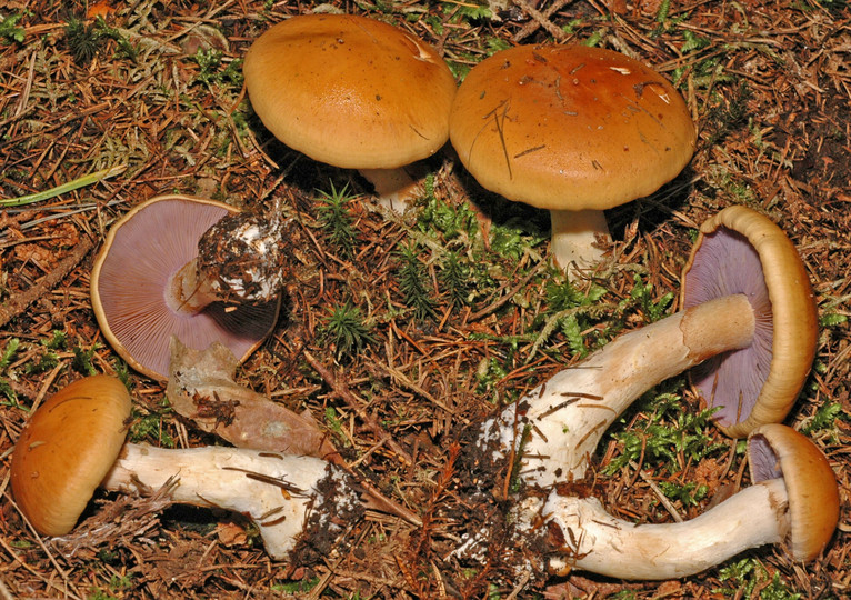 Cortinarius varius