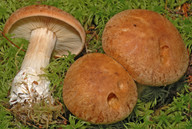 Cortinarius crassus