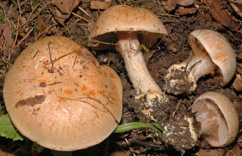 Cortinarius caerulescentium