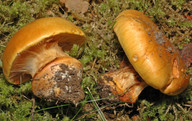 Cortinarius olearioides