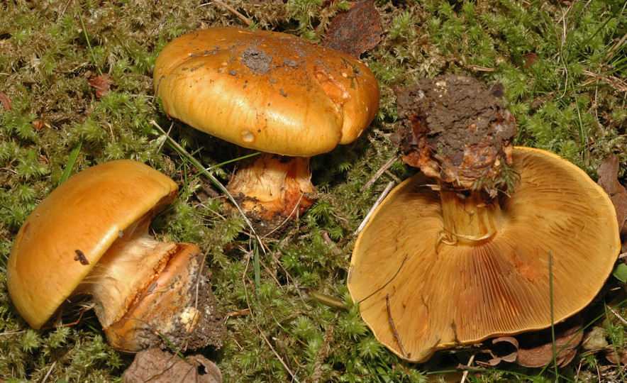 Cortinarius olearioides