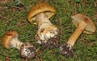 Cortinarius elegantior