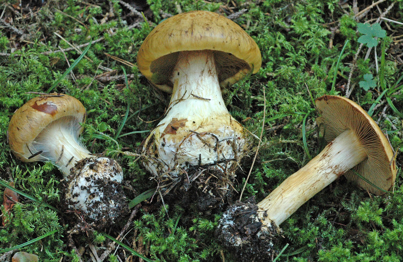 Cortinarius elegantior