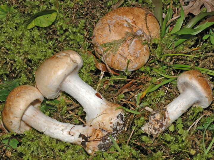 Cortinarius balteatoalbus