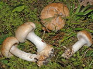 Cortinarius balteatoalbus