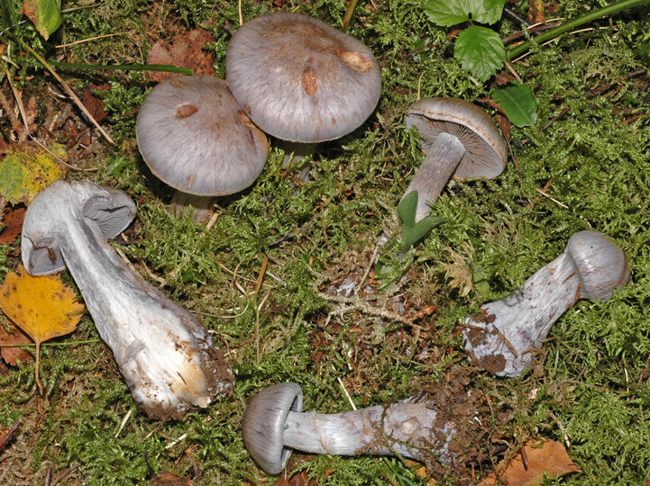 Cortinarius cyanites