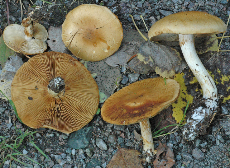 Cortinarius populinus