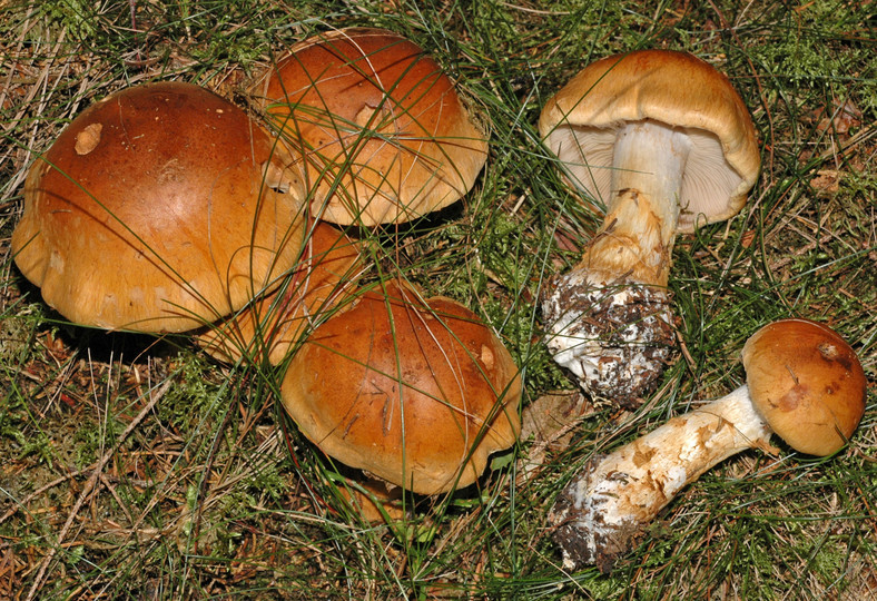 Cortinarius saginus