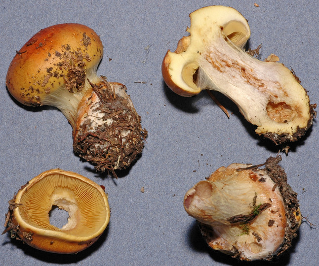 Cortinarius aureofulvus