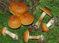 Cortinarius saginus