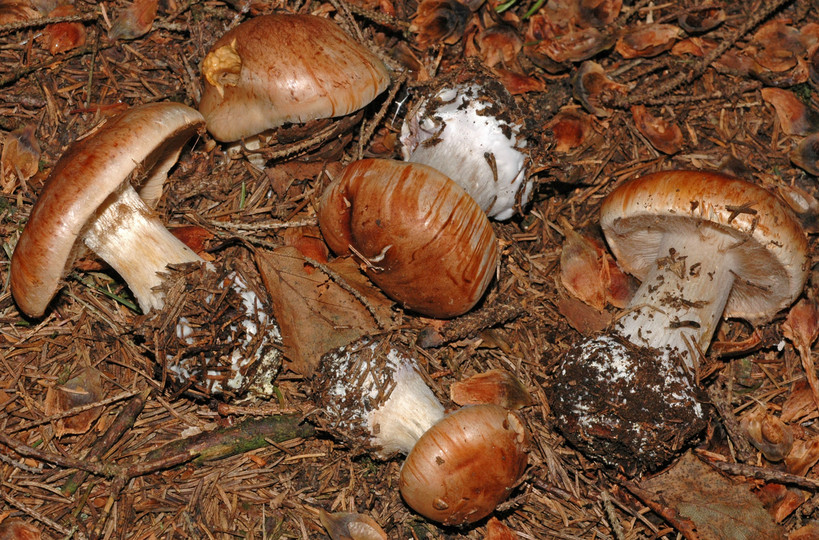 Cortinarius napus