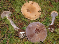 Cortinarius riederi