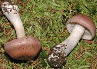 Cortinarius serarius