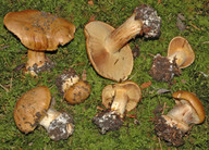 Cortinarius elegantior