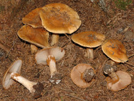 Cortinarius glaucopus