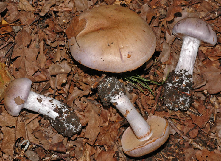 Cortinarius largus