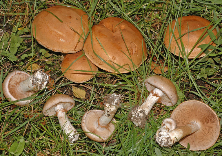 Cortinarius largus aff.