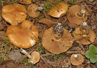 Cortinarius populinus